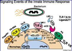 Endocytic binding, phagocytosis and intracellular destruction of pathogens without signalling ( MR) Signalling - PRR binding induces intracellular signalling that primes adaptive immunity ( eg Toll /
