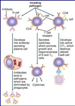 cytokines Induces B cell proliferation /differentiation Activates T cells Activated by classical,