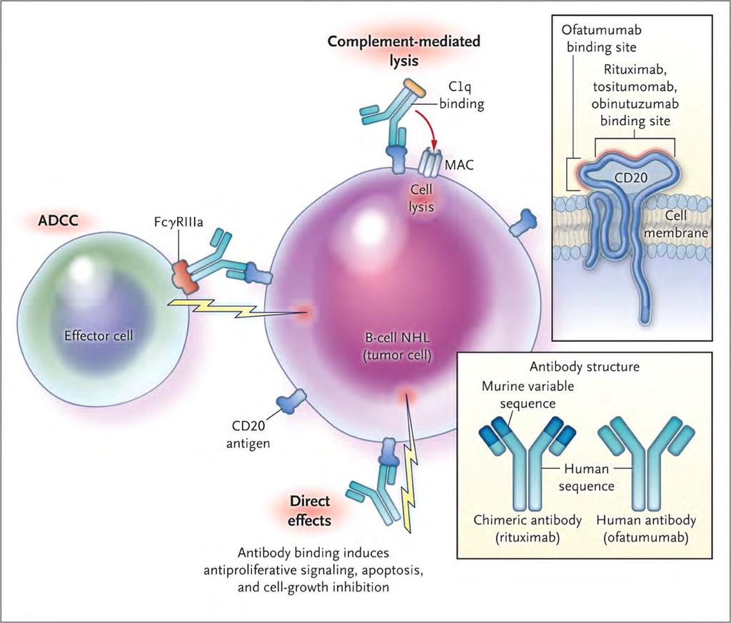Mechanisms of Action of Anti-CD2