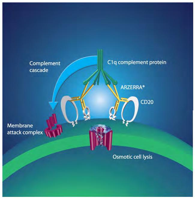 Ofatumumab induces cell lysis by CDC Arzerra:Ofatumumab ARZERRA induces cell lysis by CDC. (211).