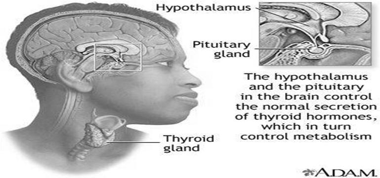 Quiz 1 QUESTIONS? 88 THYROID 89 "Thyroid Image" by Claire Moore - http://suite101.