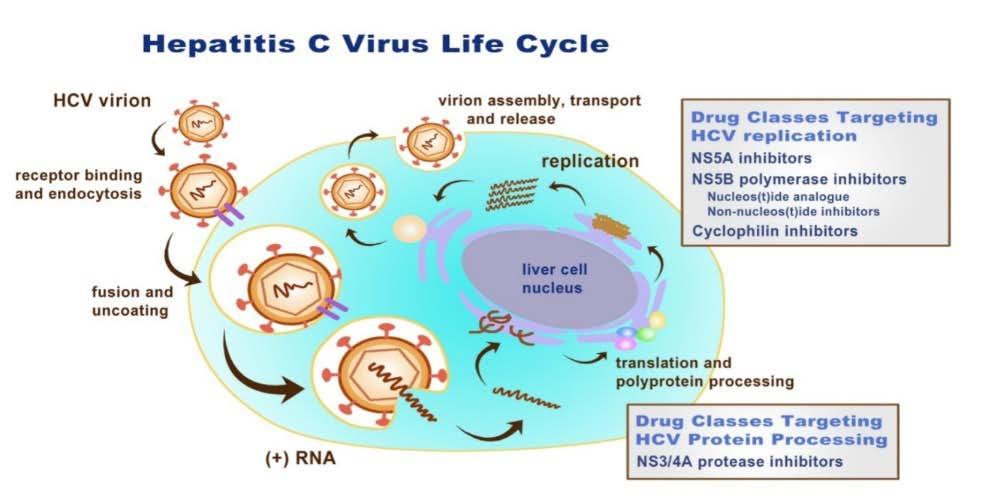 Newer strategy for HCV therapy: Direct acting antivirals target life cycle ---PREVIR Protease inhibitors e.g. telaprevir, boceprevir, faldaprevir, simeprevir, danoprevir, asunaprevir, paritaprevir, grazoprevir ---BUVIR Polymerase inhibitors Nucleos(t)ide analogs: e.