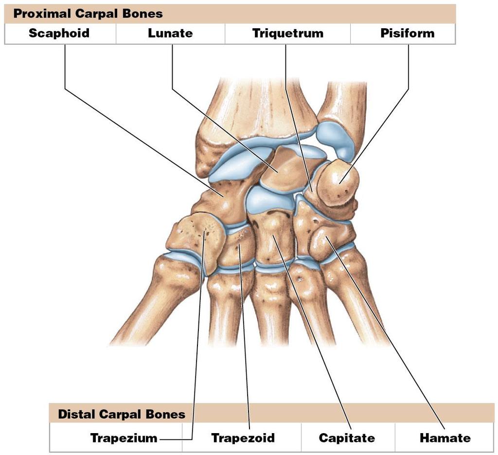 Module 7.18: Bones of the wrist Distal carpal bones (continued) 3.