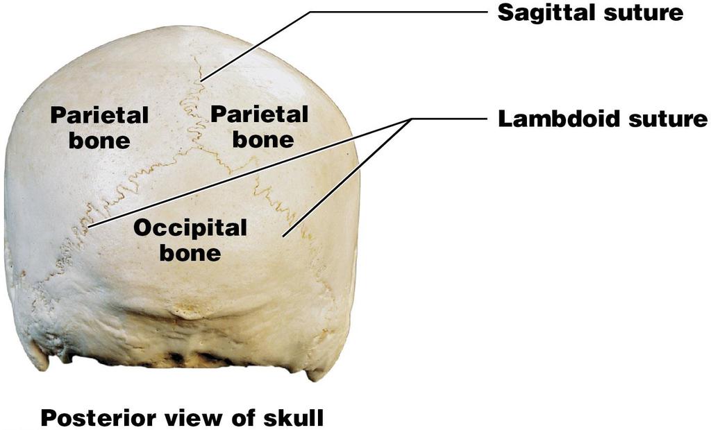 Module 7.2: Skull components Four major sutures (continued): 3.