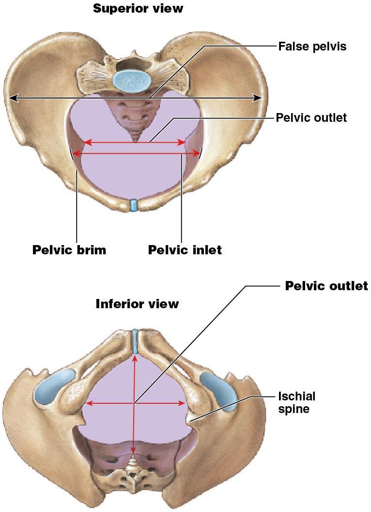 Module 7.20: The pelvis Divisions of the pelvis (continued) 2.