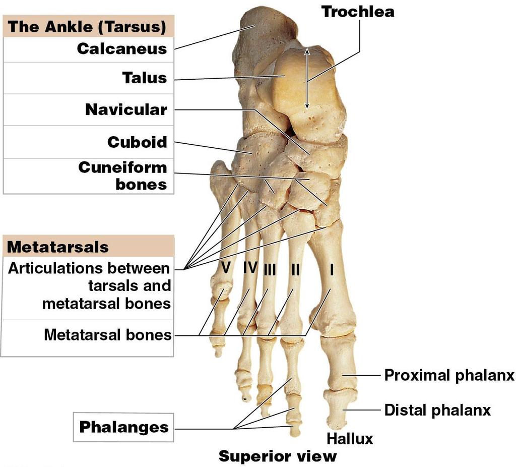Module 7.23: Bones of the ankle and foot The ankle (continued) 5 7.