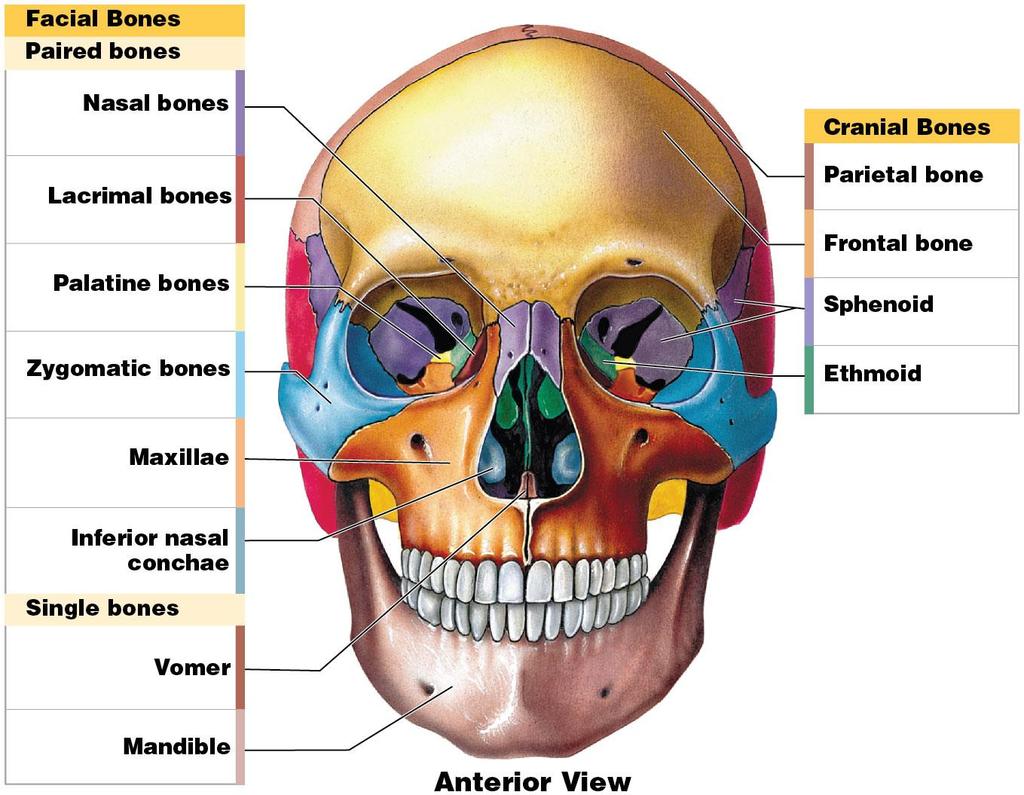 Facial and cranial