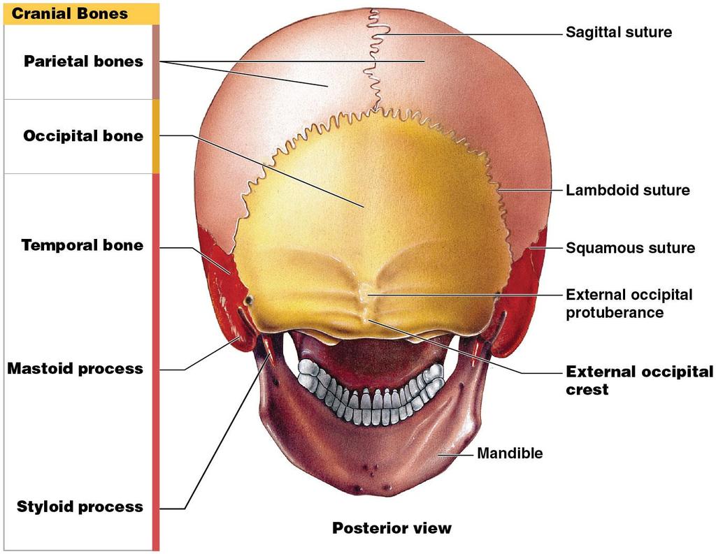 Facial and cranial