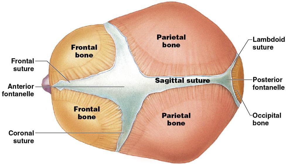 squamous and coronal sutures Mastoid fontanelle