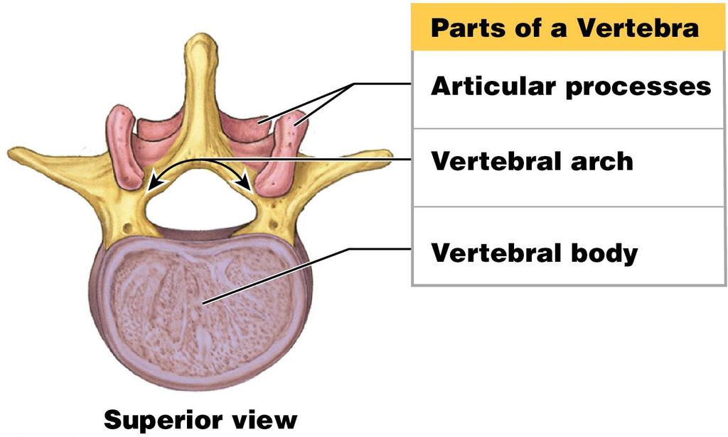 The vertebral