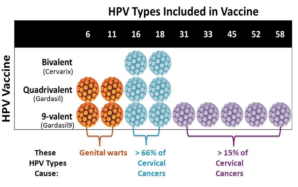 HPV Vaccines Recombinant L1 capsid proteins that form virus-like particles (VLP) Non-infectious and non-oncogenic Produce higher