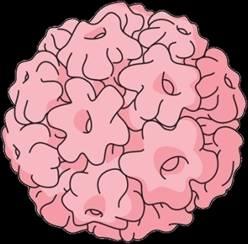 HPV infection HPV is a virus that infects the skin and mucous membranes Most infections clear within 18 months Clearing infection does not confer immunity - the person may not know they have been
