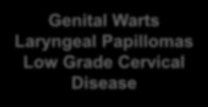 most common Cervical Cancer Anogenital Cancers