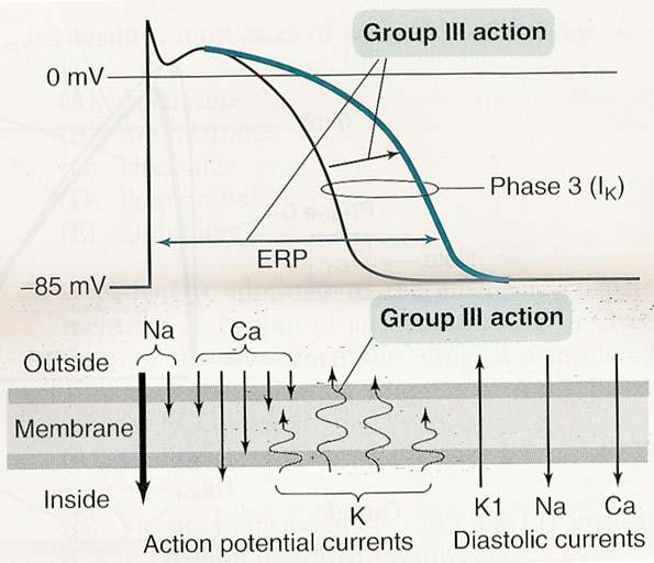 Drugs That Prolong Effective Refractory Period by Prolonging Action Potential (Class 3) These drugs prolong action potentials, usually by blocking potassium channels in cardiac muscle or by enhancing