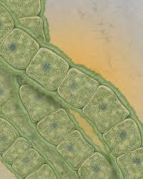4. These photosynthetic organisms began to fill the atmosphere with, oxygen which stimulated the evolution of organisms that use aerobic respiration. 5.