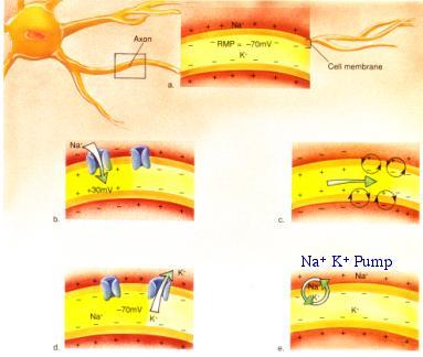 3) Nerve/Muscle Membrane Potential (polarized): sends message for action Resting: + out (Na +, K + leak/- in