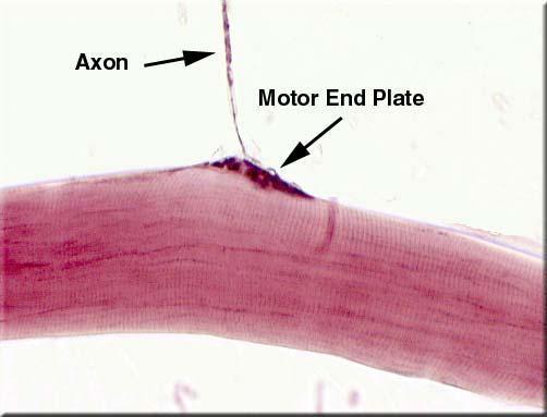 Motor Unit: 1 neuron to all