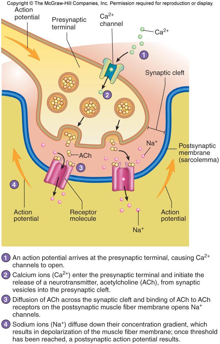 Neuromuscular Junction or synapse 1.