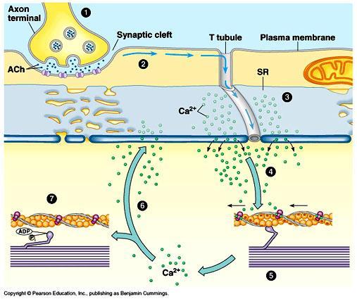 9. Contraction continues w/ca and ATP 1. ACH released 2. AP moves along membrane and T-tubules 3. Ca released from SR voltage gated Ca channel opens 4.