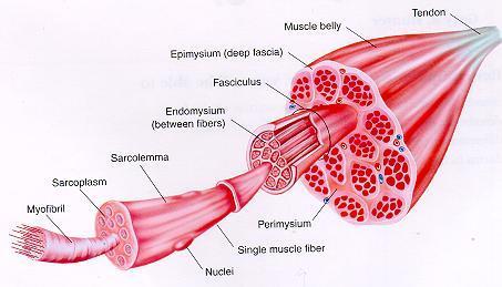 B. Muscle Cell/Fiber: a) Sarcolemma