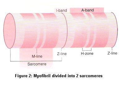 C) Sarcomere: basic repeating myofibril