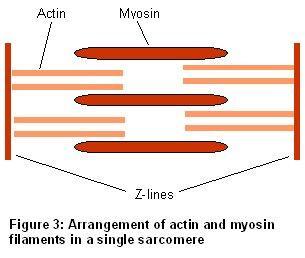 sarcomeres 2) I band: light zone: actin