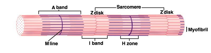 length of myosin (w/actin) 4) H Zone: