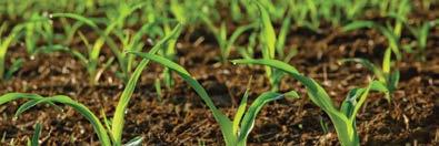 A New Innovation in Plant Nutrients Importance of Plant Nutrients For farmers, turf managers and homeowners, plant nutrients are key to lush grass and bountiful crops.
