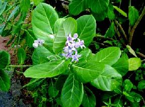 Calotropis gigantea tribal districts of Orissa dominated by several primitive tribal communities 11.