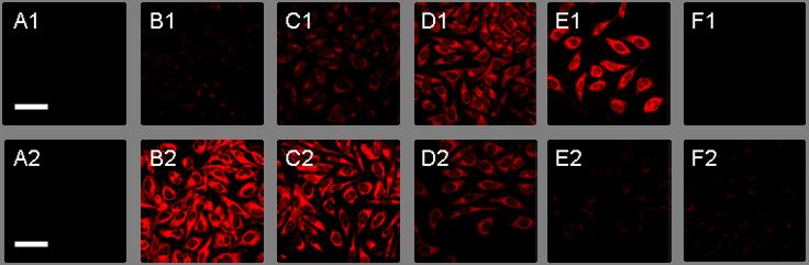..9.6.3. G ** C D E F..9.6.3. G C D E F Figure S8. Fluorescence images of MGC83 cells. () MGC83 only.