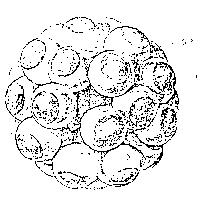 the interaction is not specified. The relatively uniform size of the sub-micelles do not readily explain the differences in size of micelles with differing b casein contents. Figure 5.