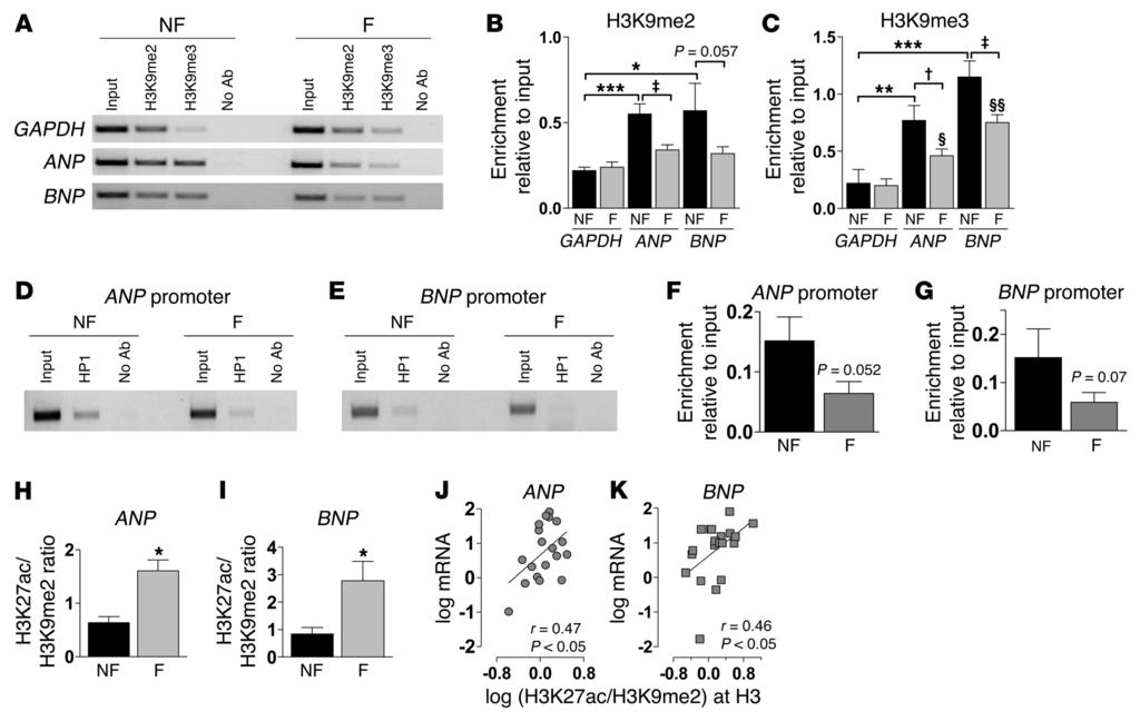 Figure 3 H3K9 demethylation and HP1 dissociation in ANP and BNP promoter regions of failing myocardium.