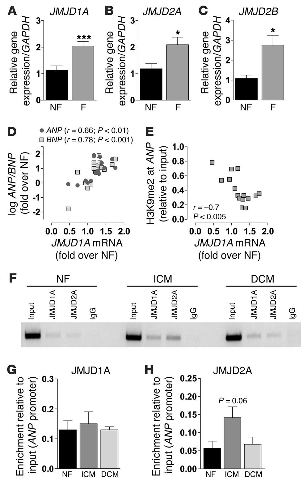 Figure 4 Upregulation of JMJC domain containing demethylases in human failing myocardium.