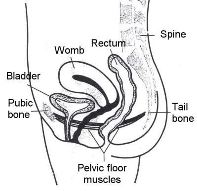 Pelvic floor muscles These are the sling of muscles that fill the bottom of the pelvis. They support the internal organs and help control the bladder and bowels.