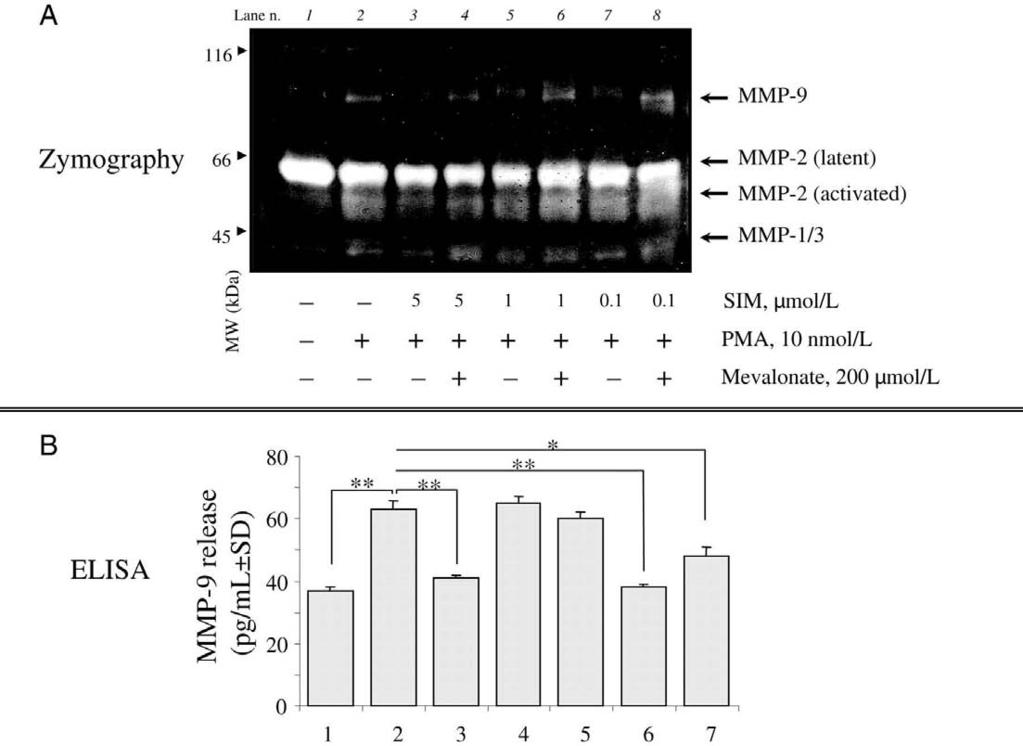 Simvastatin reduces the PMA-stimulated release of MMP-9 at gelatin zymography and EIA.