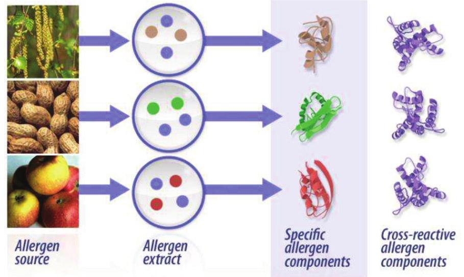 reaction against allergens Common