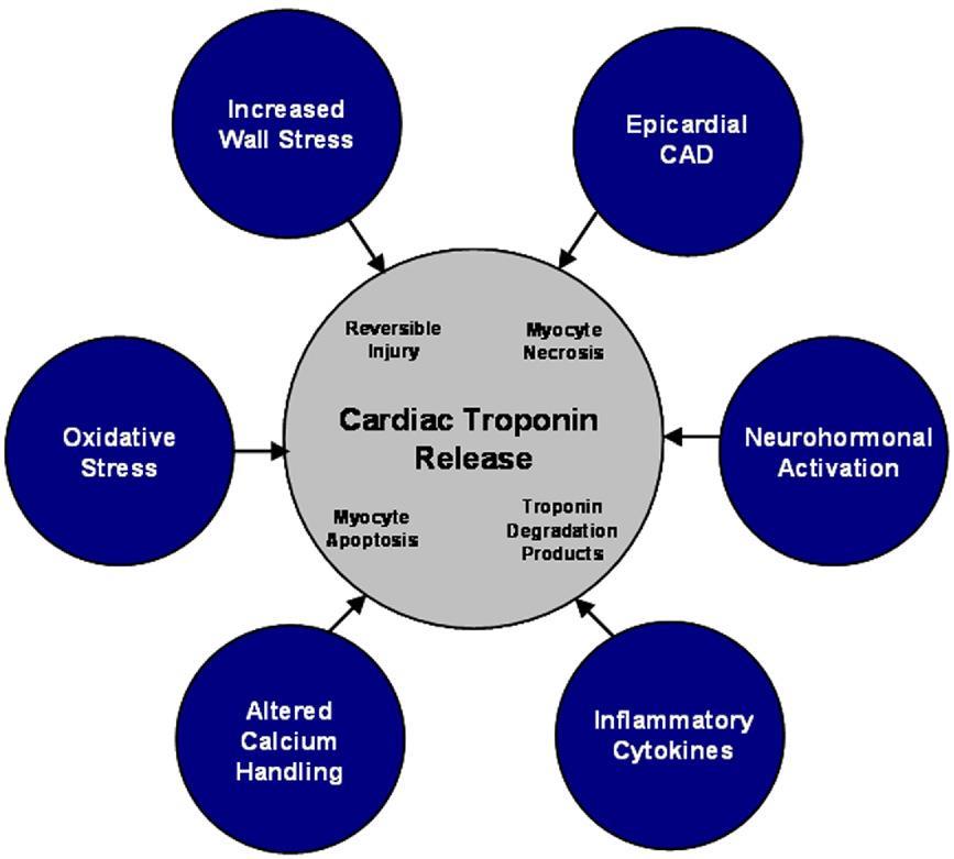 Mechanism of Cardiac Troponin Release in Heart