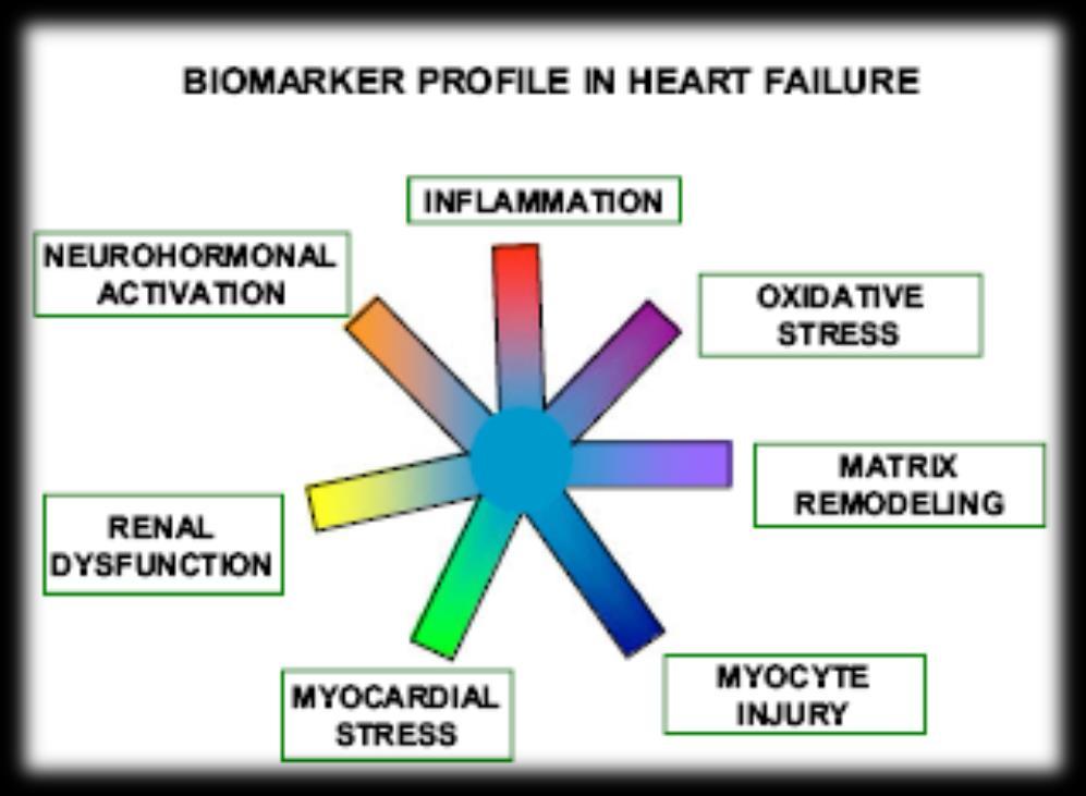 Non-Specific Blood Biomarkers in Heart Failure BUN, creatinine, microalbuminuria Bilirubin, INR, albumin, AST/ALT Fasting cholesterol panel Sodium,