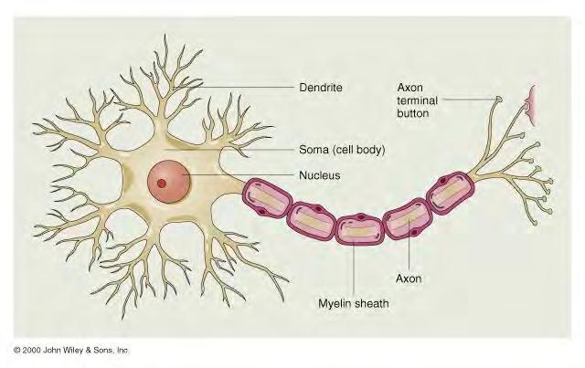 The neuron is the unit of processing