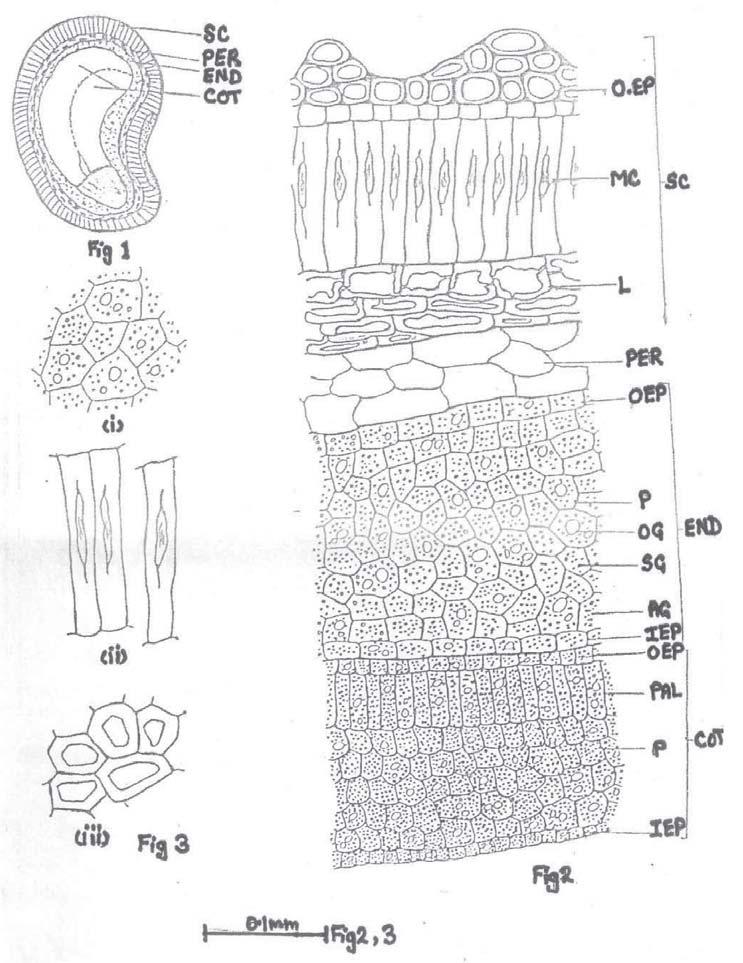 166 Fig. 1 3 : Abelmoschus moschatus Medic. (seed) Fig. 1: L.S. of seed (Diagrammatic) Fig. 2: T.S. of seed Fig.