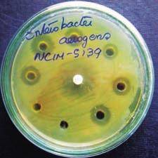 coli Staphylococcus aureus