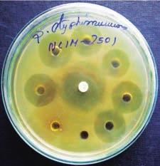 Salmonella typhimurium