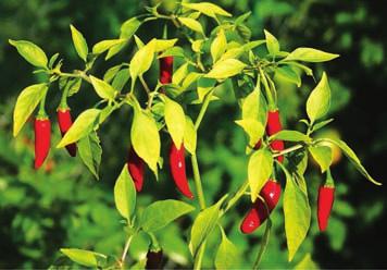 as a flavoring in many foods, such as curry powder and Tabasco sauce. Chili powder is a blend of spices that includes ground chilies.