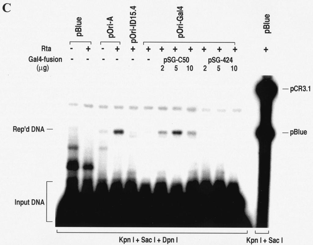 8624 WANG ET AL. J. VIROL. FIG. 6. Restoration of ori-lyt function by Gal4-ORF50 fusion protein evidence that association of ORF50/Rta with KSHV ori-lyt is required for DNA replication.
