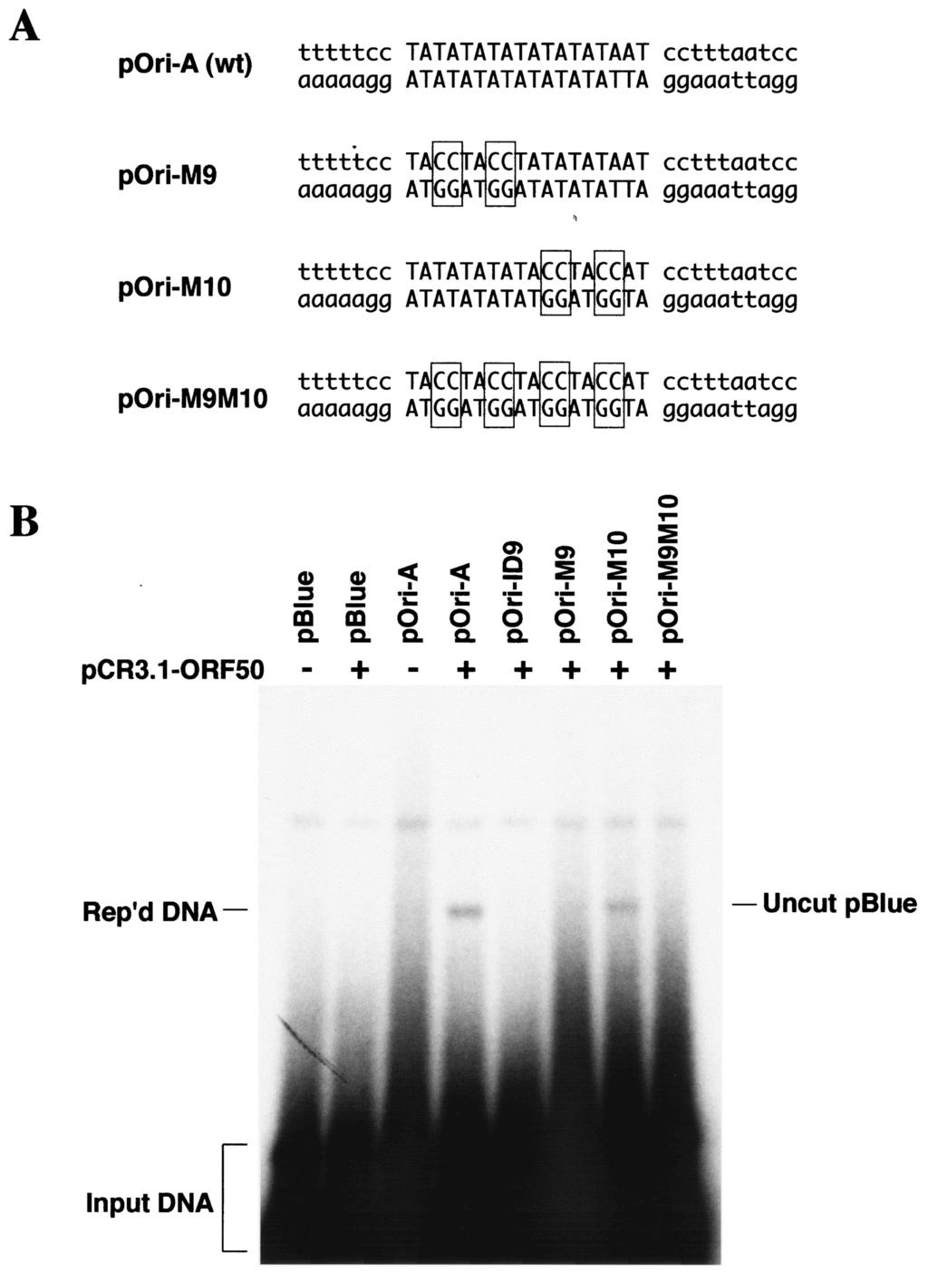 8622 WANG ET AL. J. VIROL. FIG. 4. The 18-bp AT palindrome is essential for KSHV ori-lyt replication. (A) Nucleotide sequence of the wild-type (wt) 18-bp AT palindrome in the ori-lyt and its mutants.