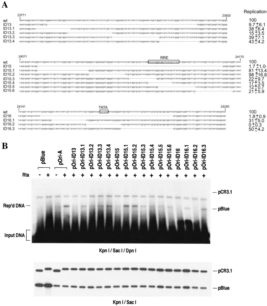 VOL. 78, 2004 cis ELEMENTS OF KSHV ori-lyt 8623 FIG. 5. Mutations in two discontiguous essential regions.