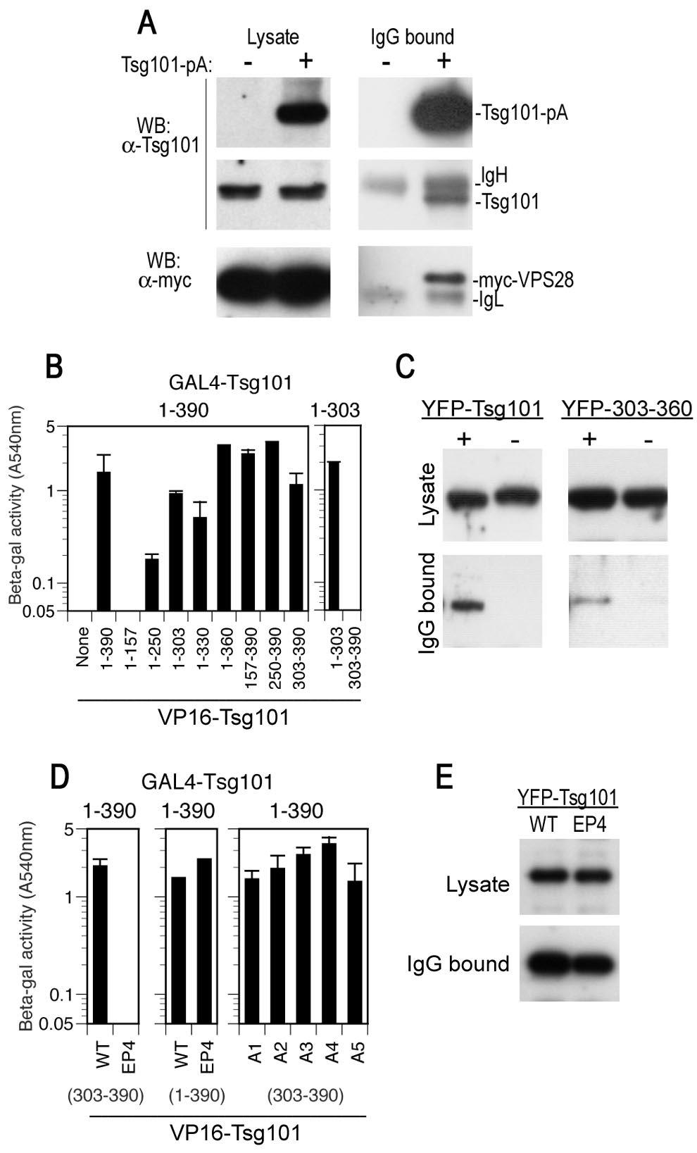 VOL. 77, 2003 ESCRT-I AND RETROVIRAL BUDDING 4799 FIG. 4. Tsg101 multimerization mediated by sequences in the leucine zipper and C-terminal domains.