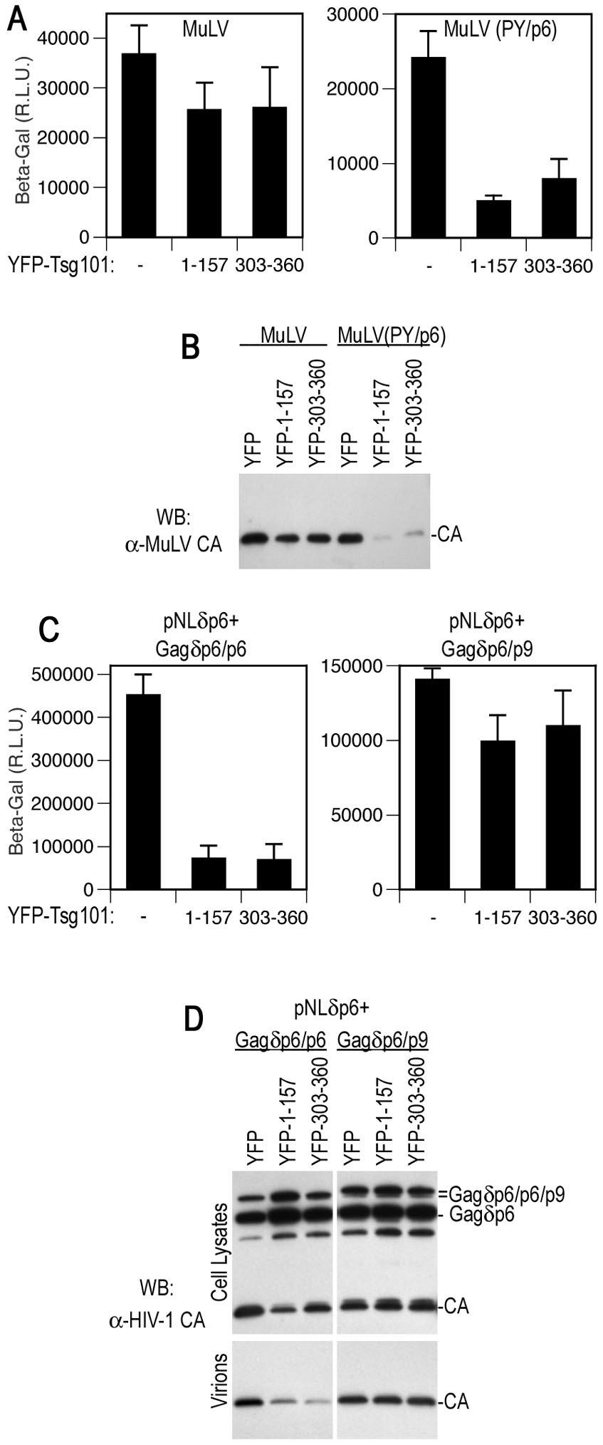 VOL. 77, 2003 ESCRT-I AND RETROVIRAL BUDDING 4801 FIG. 6. Selective inhibition of PTAP-type L-domain function by a minimal Tsg101 multimerizing domain.