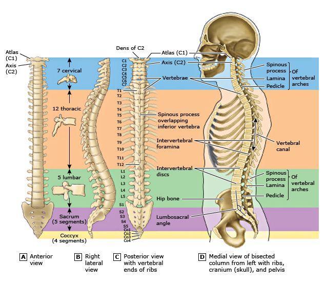 Anatomical Location The area of the body associated with scoliosis is the spine. The spine is made up of 33 bony vertebrae and can be divided into 5 areas.