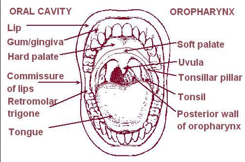 Oral Cavity subsites Buccal mucosa Upper/lower alveolar ridge Retromolar